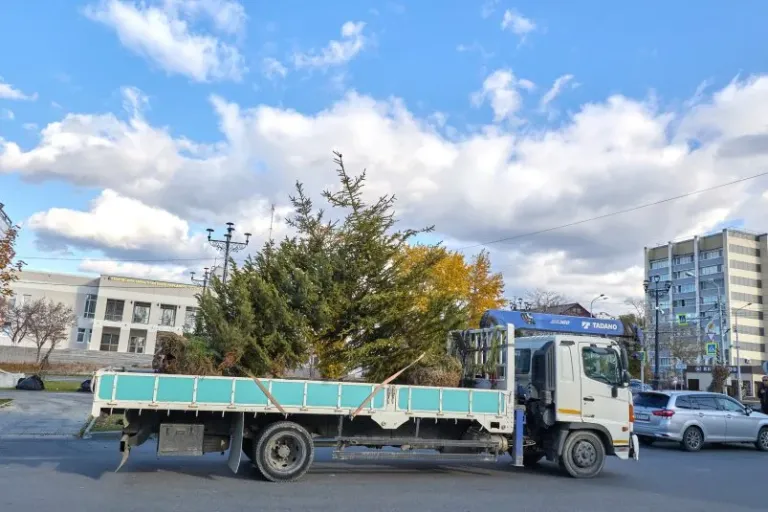 На проспекте Победы в Южно-Сахалинске высадили десять четырёхметровых елей